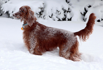 [Irish setter portrait covered in snow]