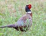 [Pheasant Cock in Field]
