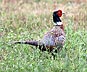 [Pheasant Cock in Field]
