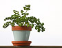 [Parsley in a red pot]
