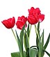 [tulip in spring]