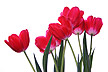 [tulip in spring]