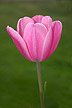 [tulip in spring]