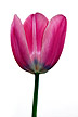 [tulip in spring]