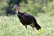 [Wild Turkey tom in Field]
