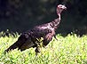 [Wild Turkey tom in Field]
