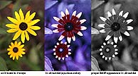 [Ultraviolet photograph of a black eyed susan flower]