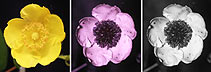 [Ultraviolet photograph of a buttercup I think]