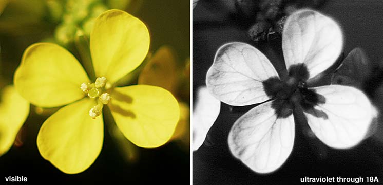 [Hirschfeldia Incana (
Brassicaceae) flower as seen by eye and by reflected ultraviolet with digital camera]