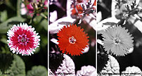 [sweet william flower 
as seen by eye and by reflected ultraviolet with digital camera]