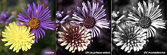 [Ultraviolet photograph of small weed's flower]