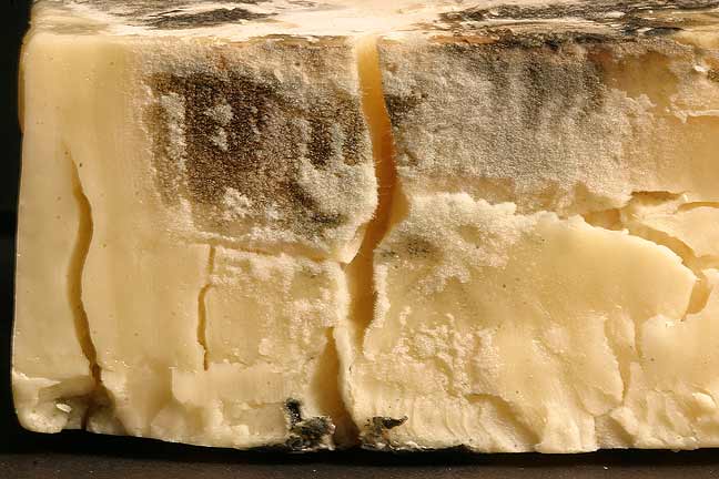 [mold mould moldy or mouldy cheese]
