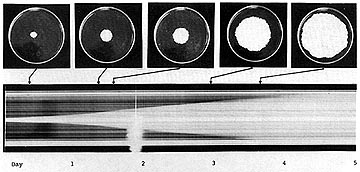 [strip camera applicatio illustartion]