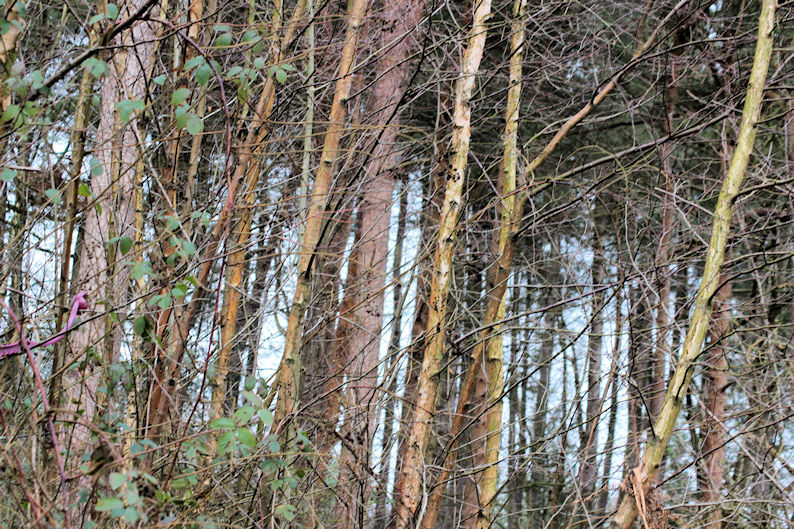 [ photo ©  Chris Strevens     ]